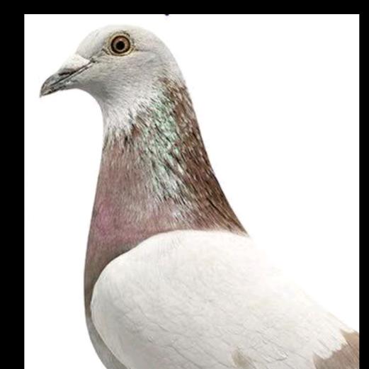 @💪东山再起💪