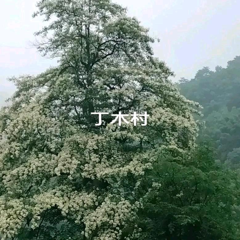 小彭歌
