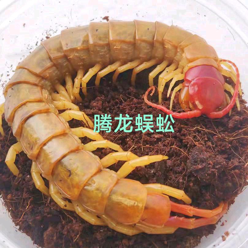 湖北腾隆蜈蚣养殖基地