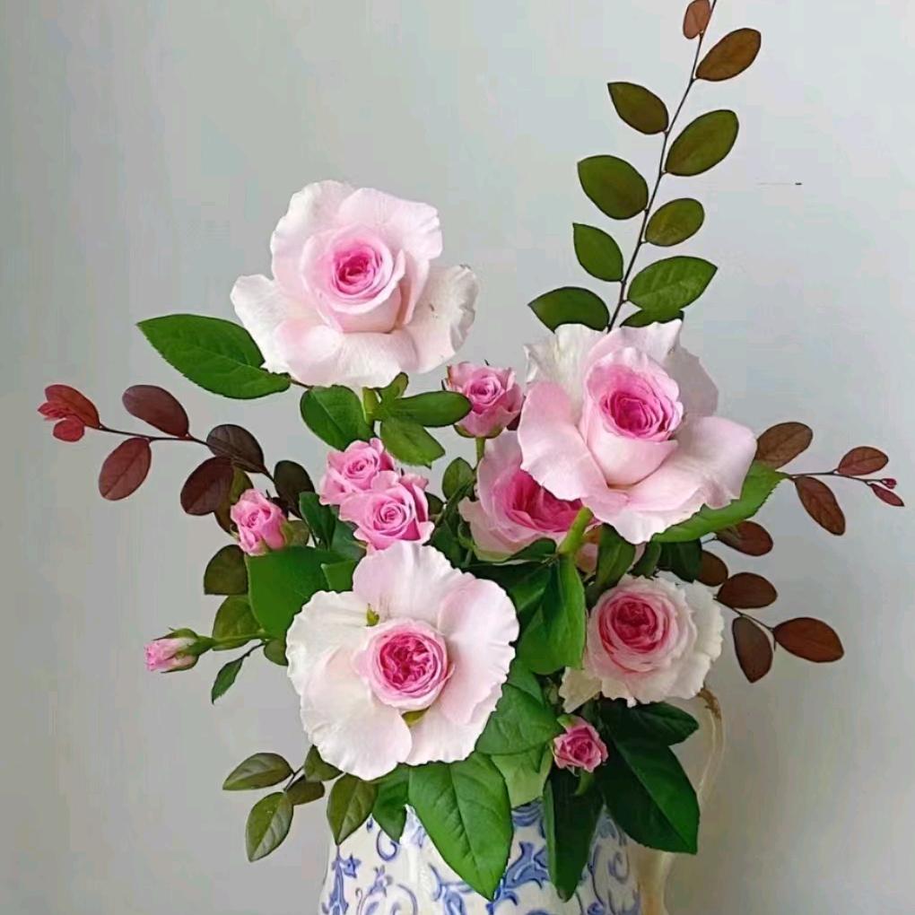 声竹宝
