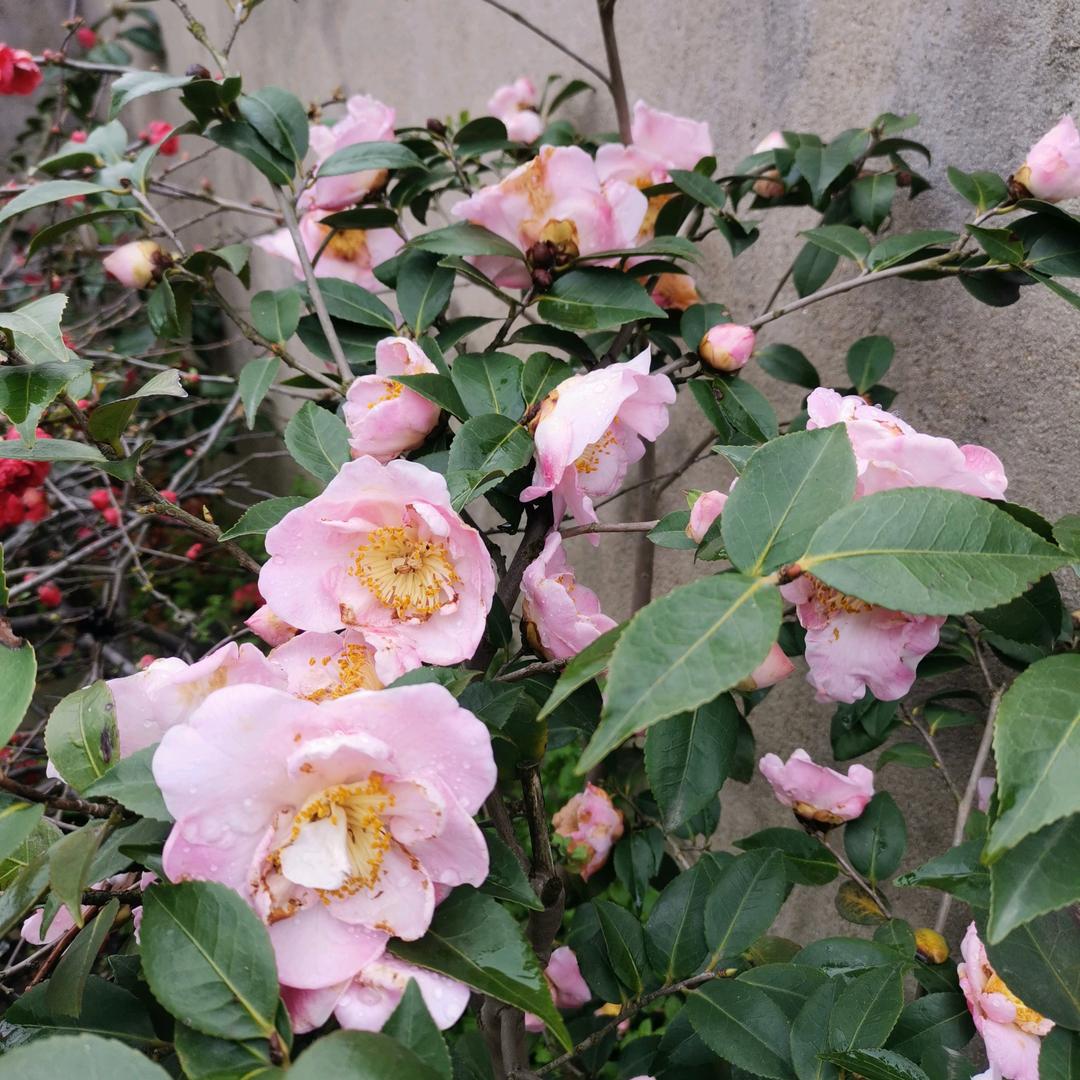 马玲