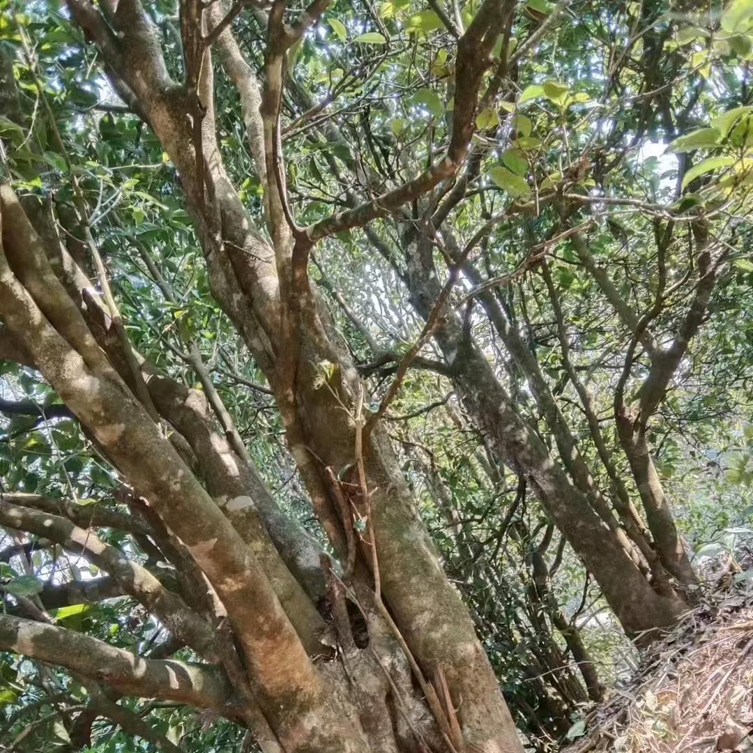 💚💛老公