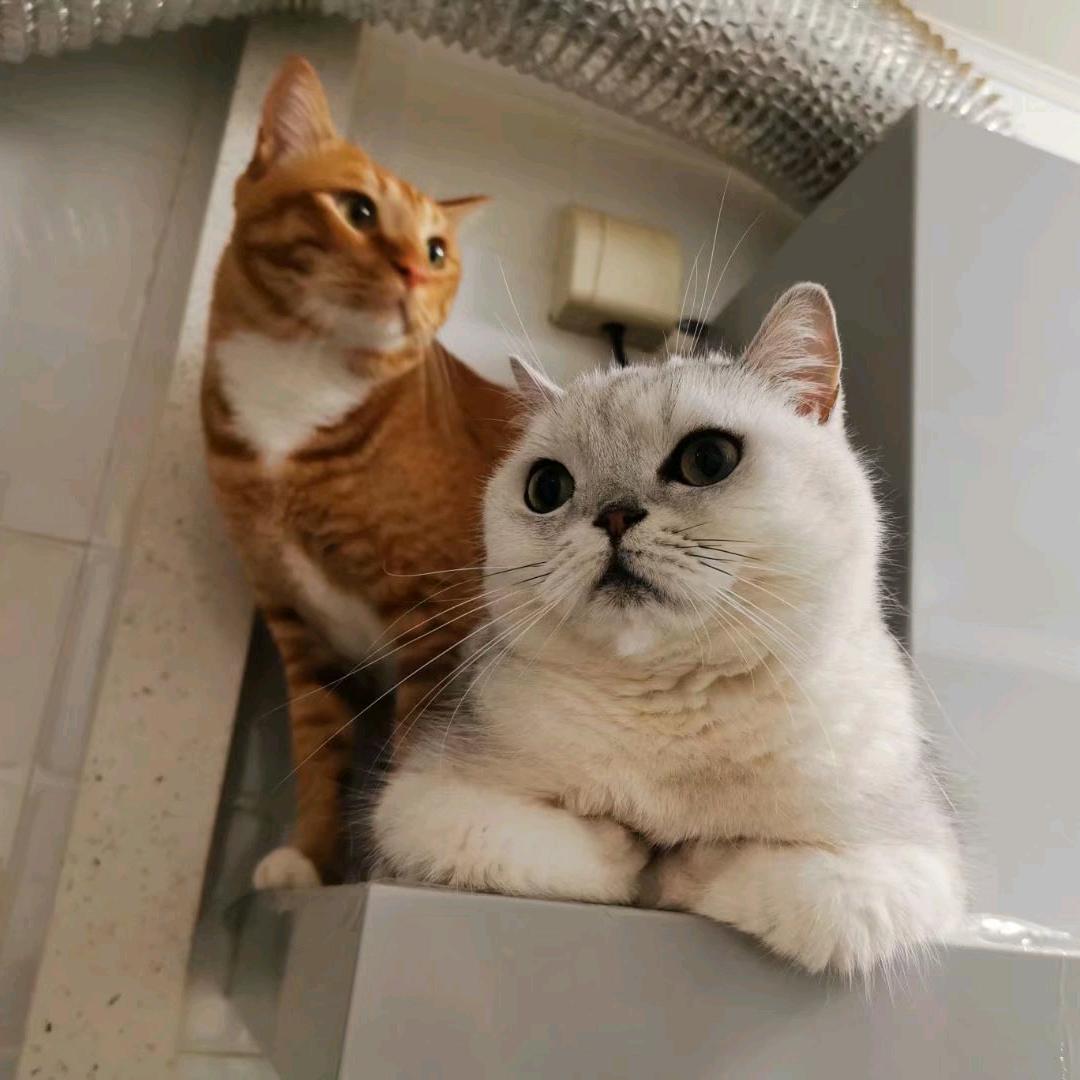 战斗猫