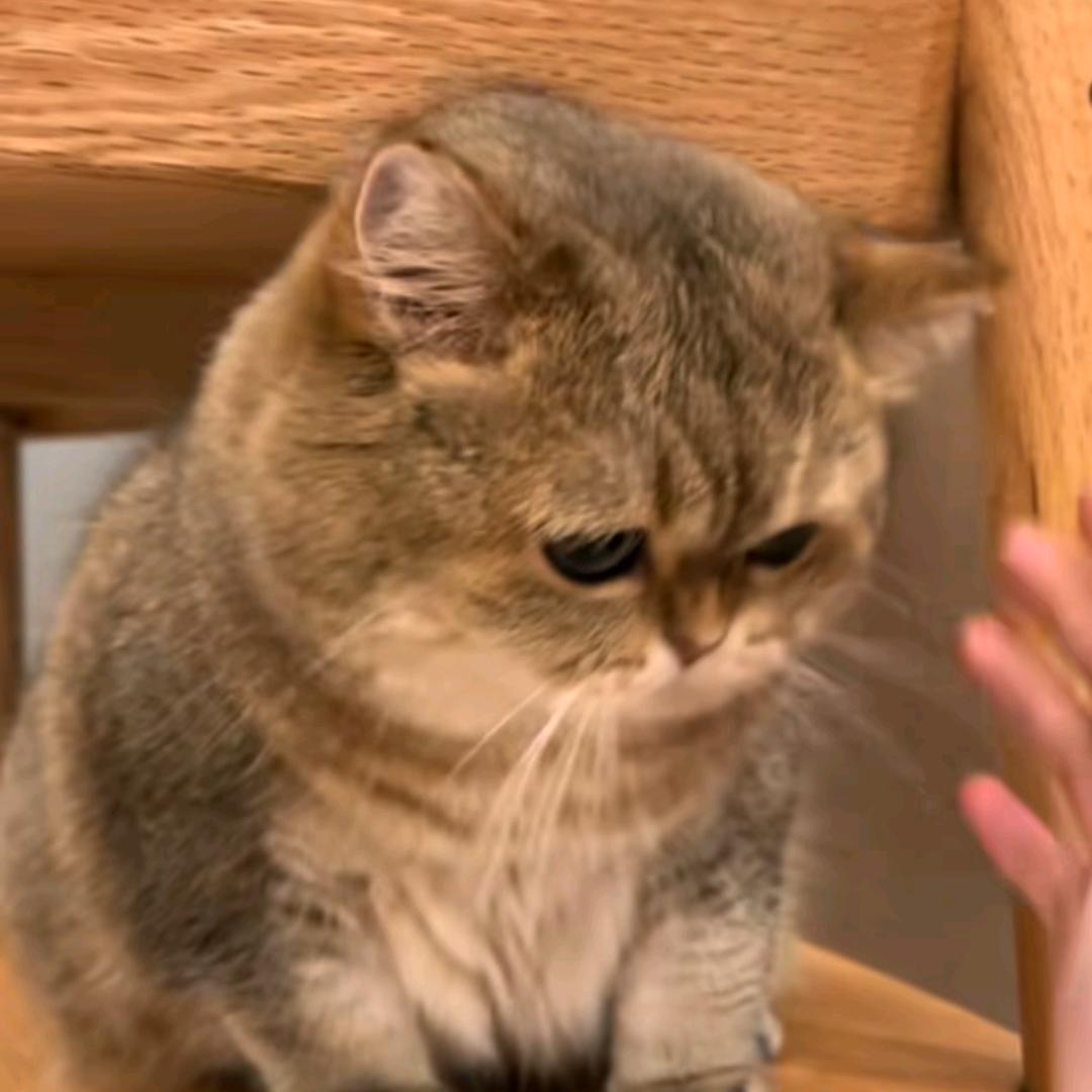 你个丸子