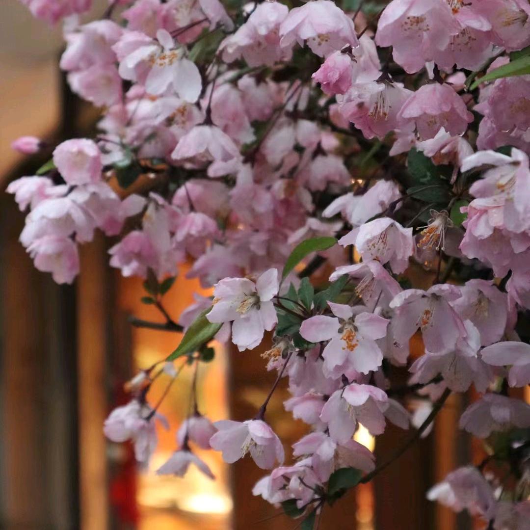 霜柠🌸头像