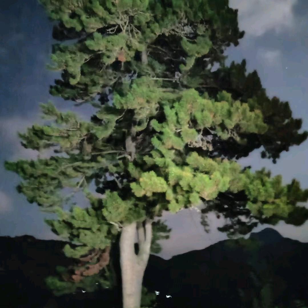 古木逢春