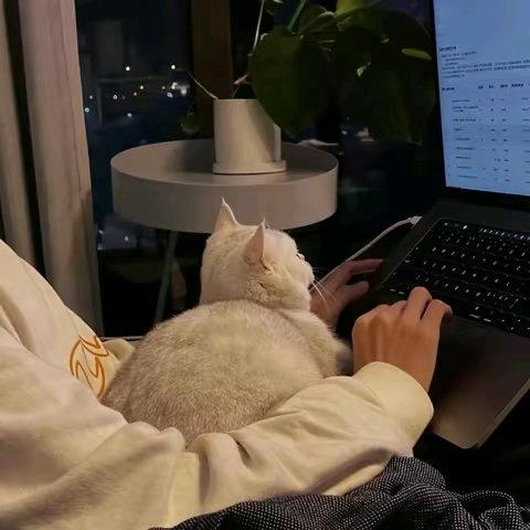 疯狂小喵汪