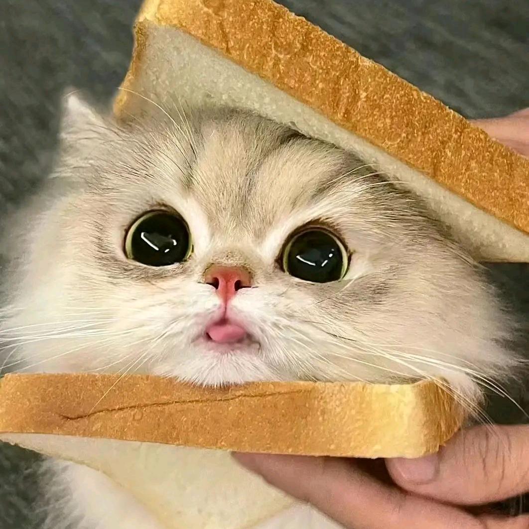 猫meme日记