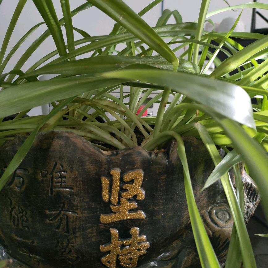 蚌埠汤哥