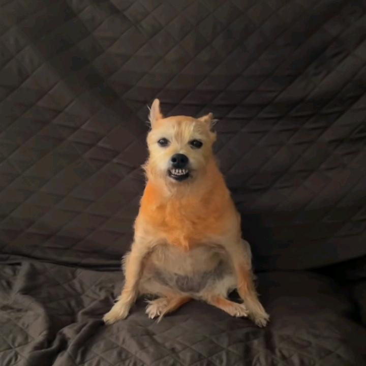 薯什么条