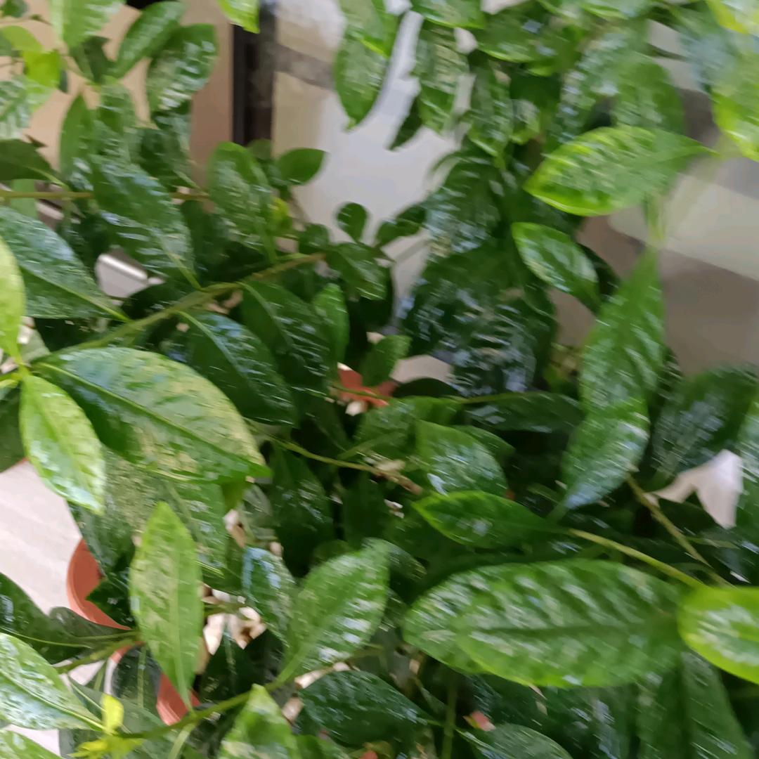 余英