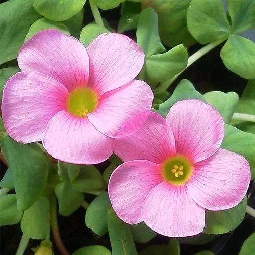 桃花盛开的地方