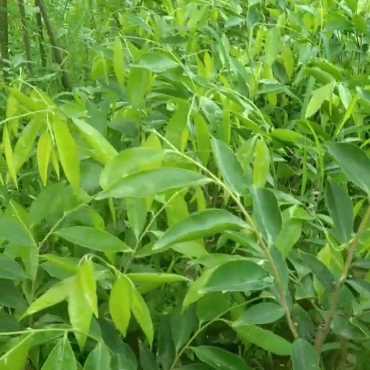 宇香天棋种植专业合作社