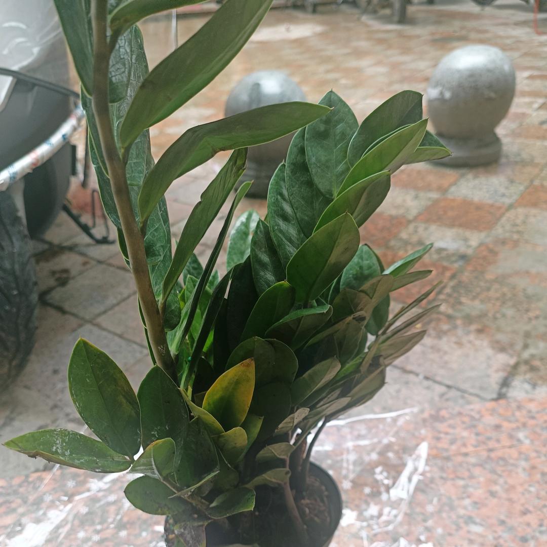杨阳♥