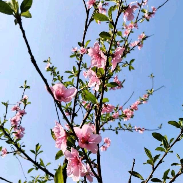 阳光雨露 (圆圆)