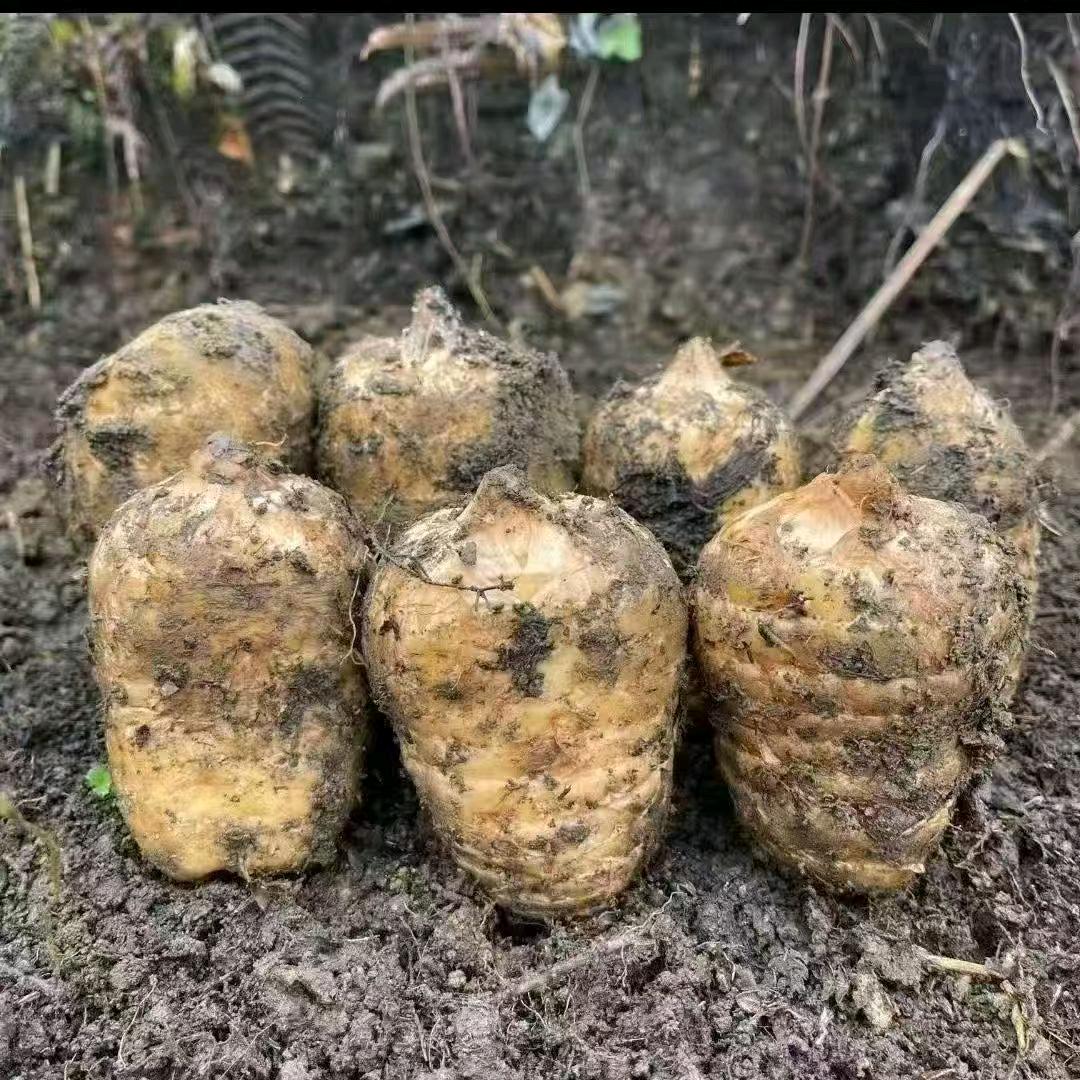 成都鲜牛排.云南小草坝鲜天麻