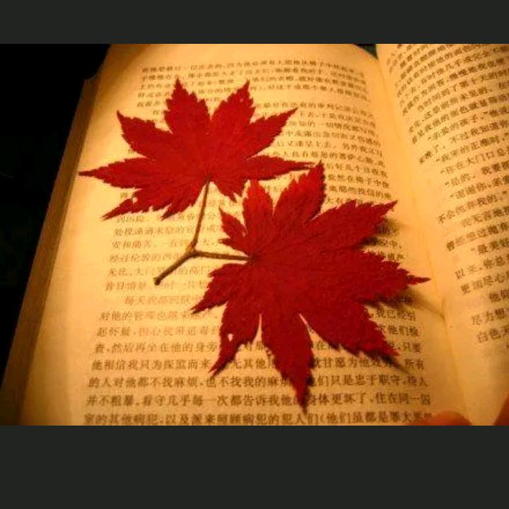 枫🍁