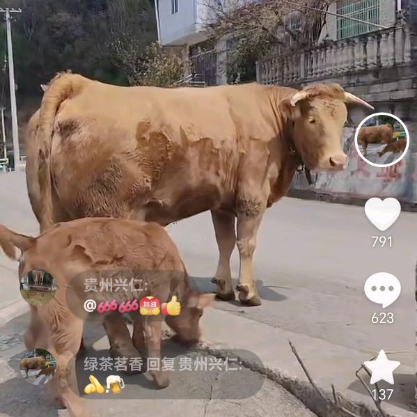 绿茶茗香