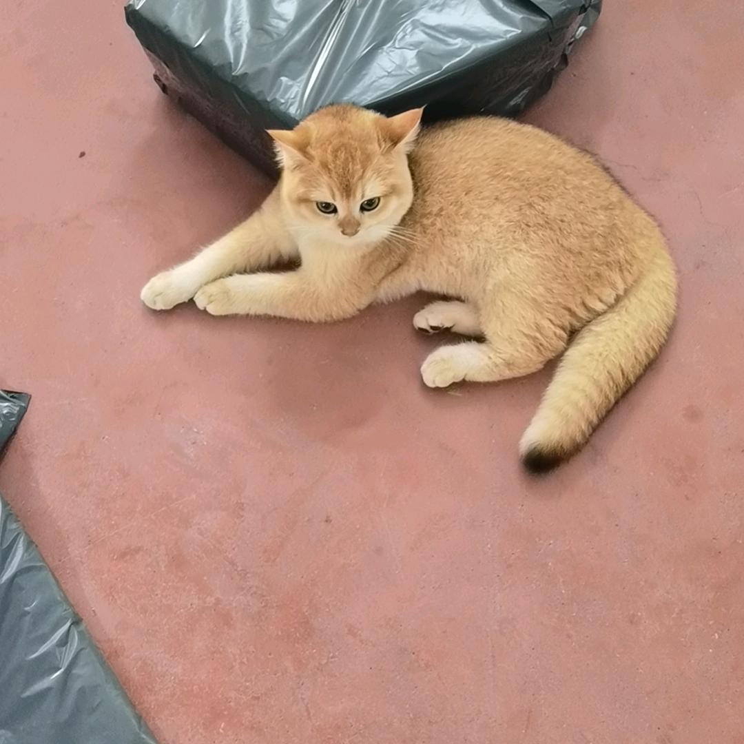 赛课
