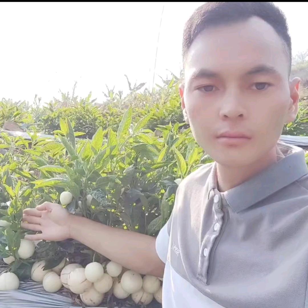 云南人参果原产地批发