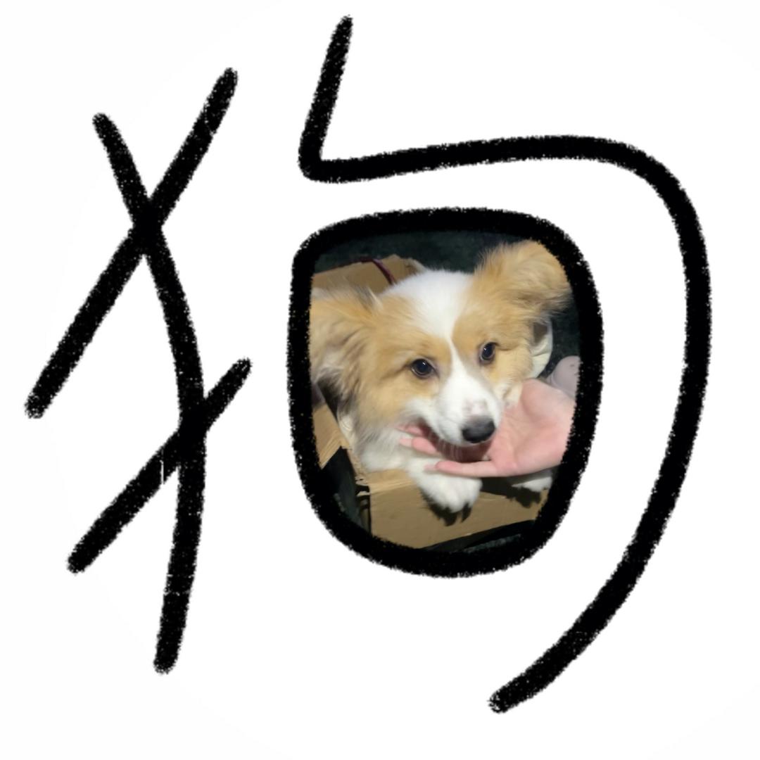 铁蛋蛋蛋子 嗷~