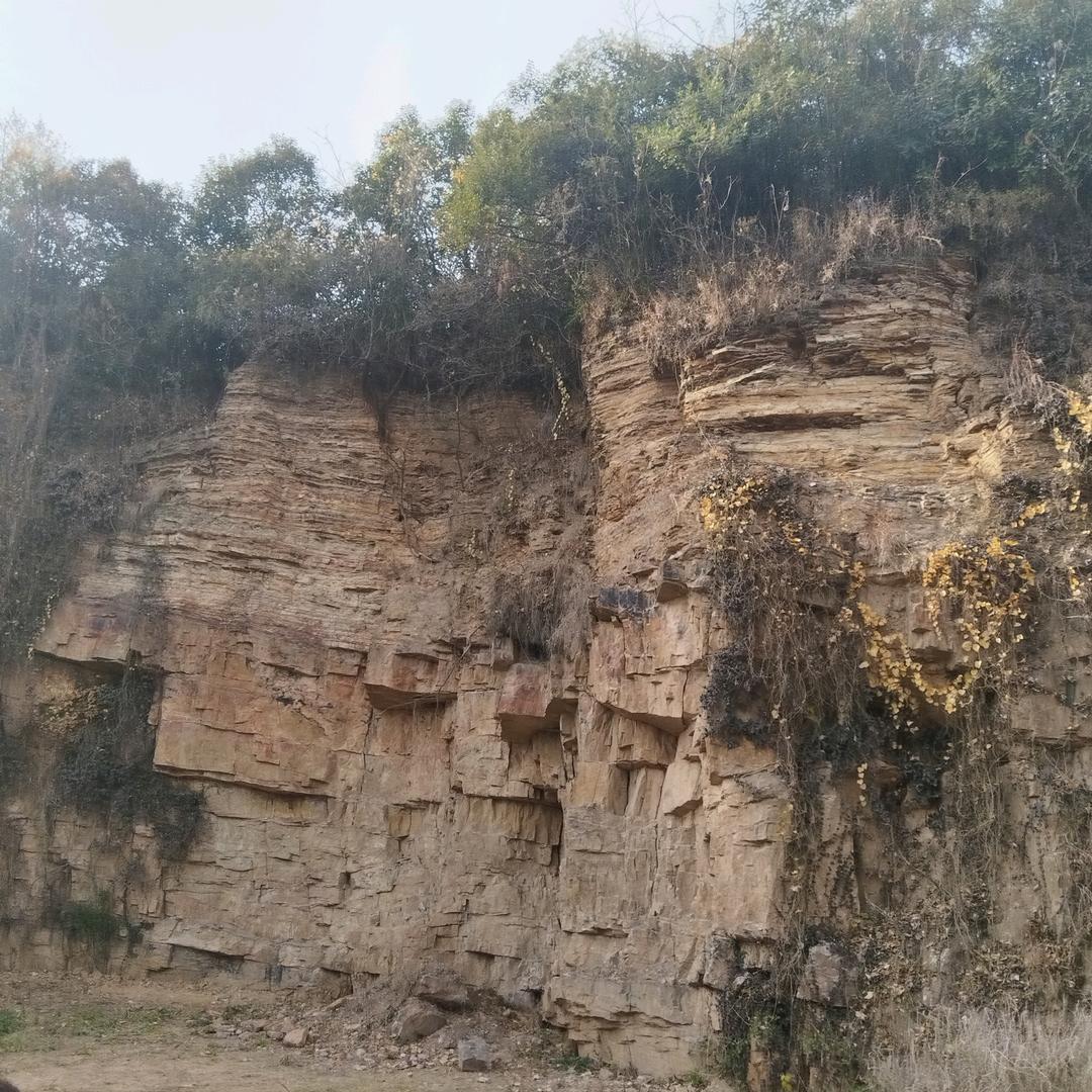 红林