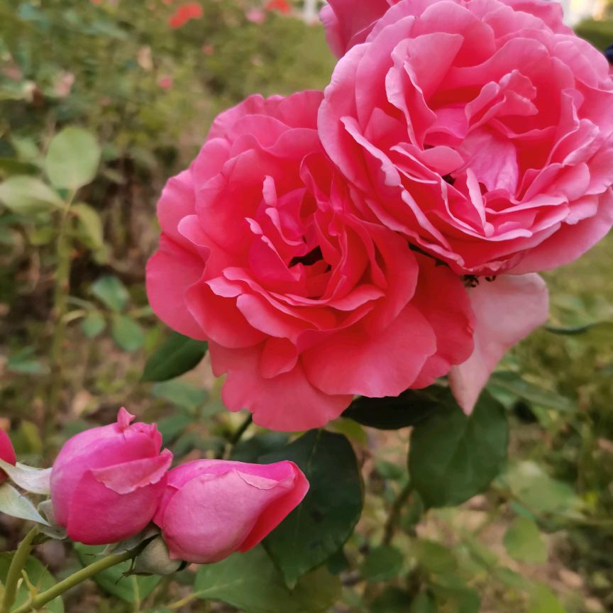 春暖花开