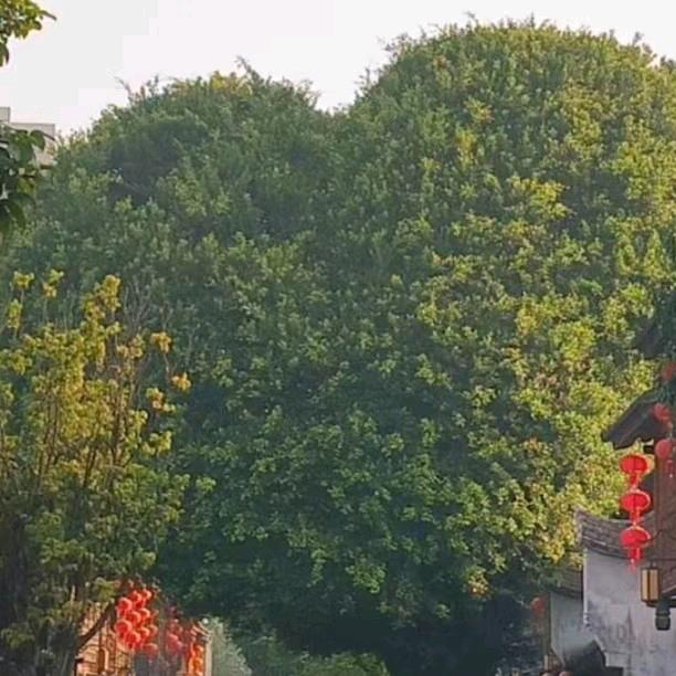 小郑（橱窗有好物）