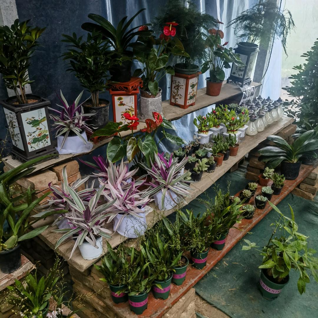 胡屯花卉