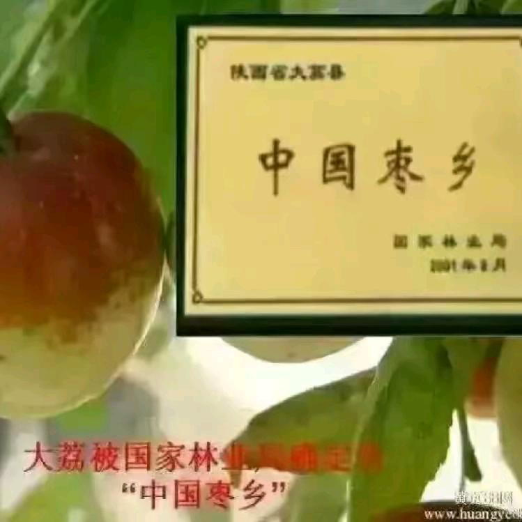 大荔冬枣