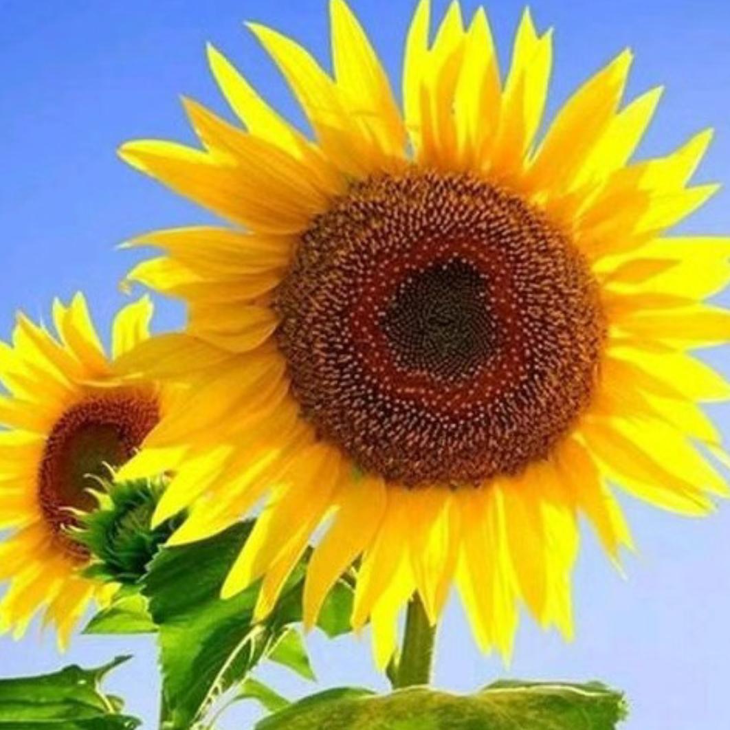 ＠🌹心心相尹🌹＠