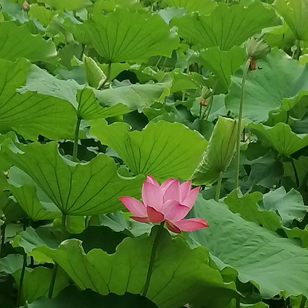 平 哥