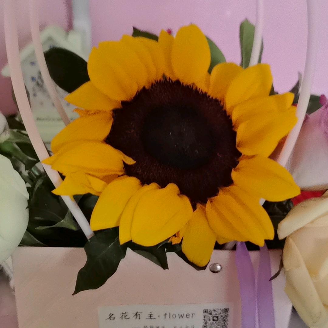 幸运草