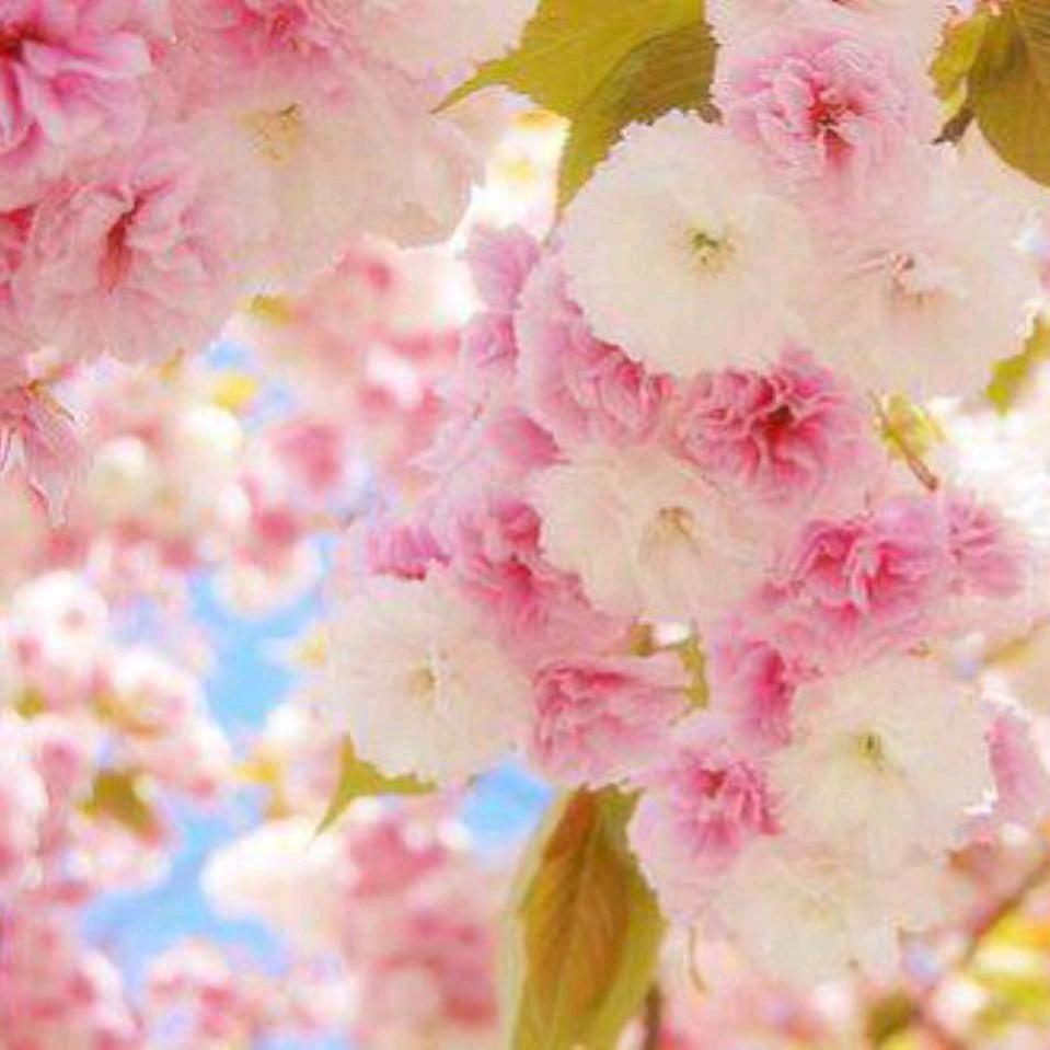 芳芳同志