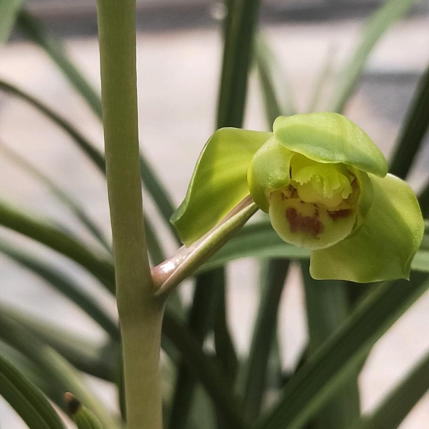 用户006582最爱之<一>兰，