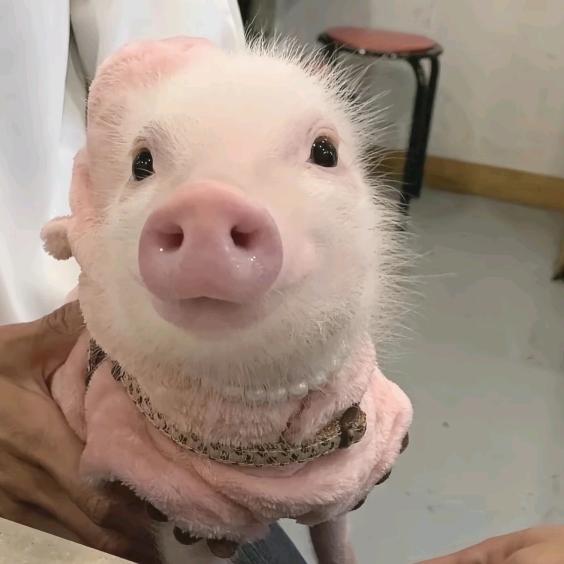 香菜的pink pig