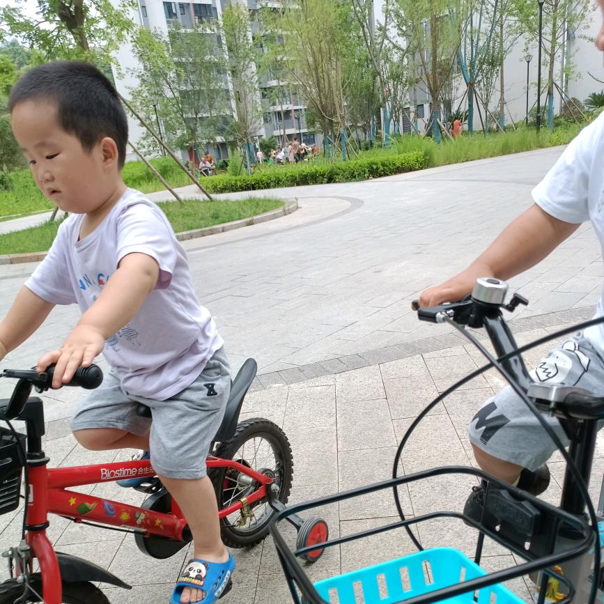 杜子不藤