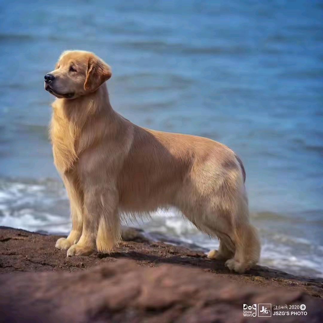 金色梦想犬舍《溪溪》CKU