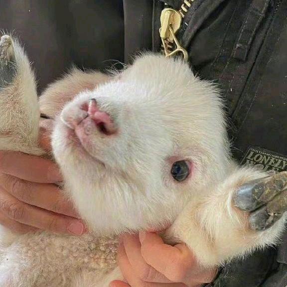 日照生炉烟