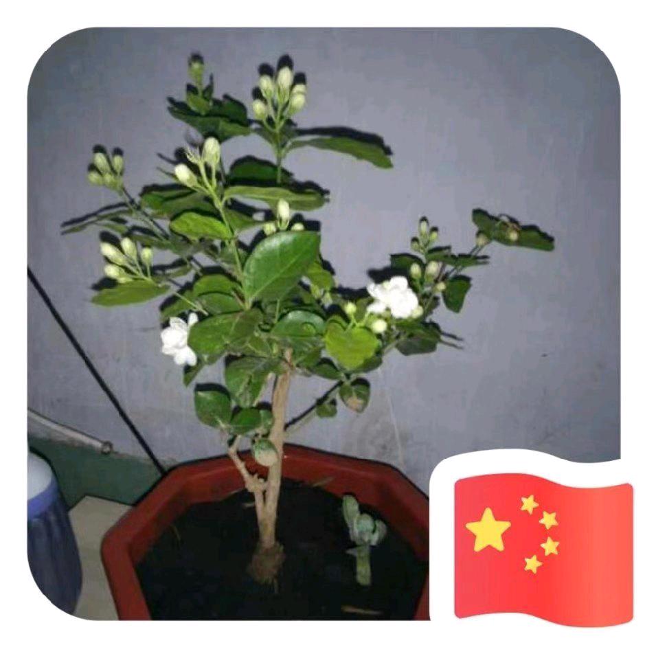 君临天下