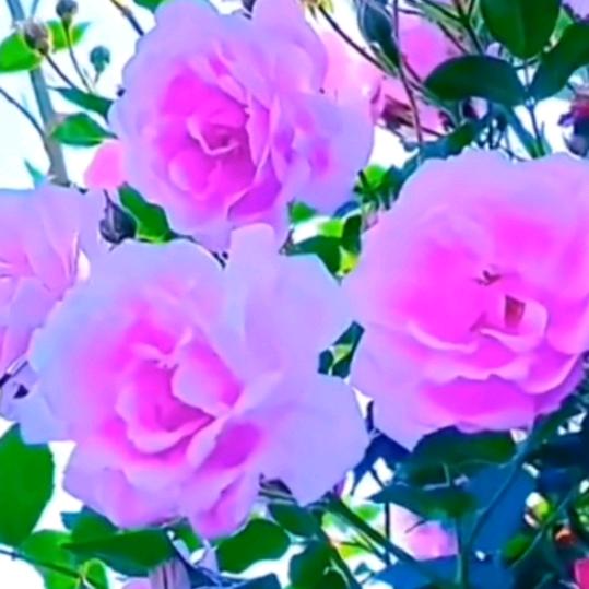🥀💞梅🌺姐姐💞