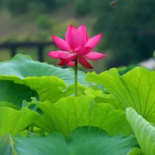 @心灵向阳