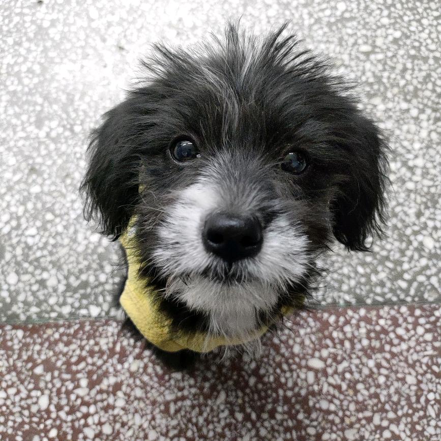 帅到被路边的狗追出八里地