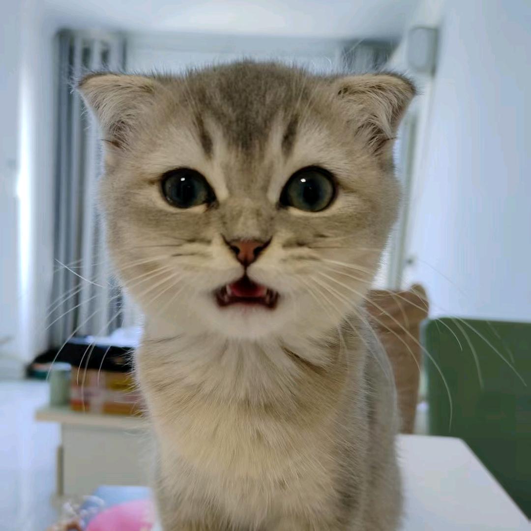 初识ヾ