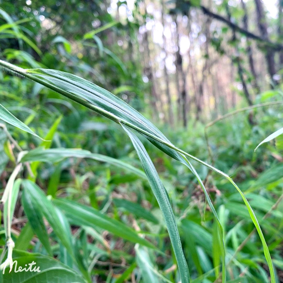小邓家山货
