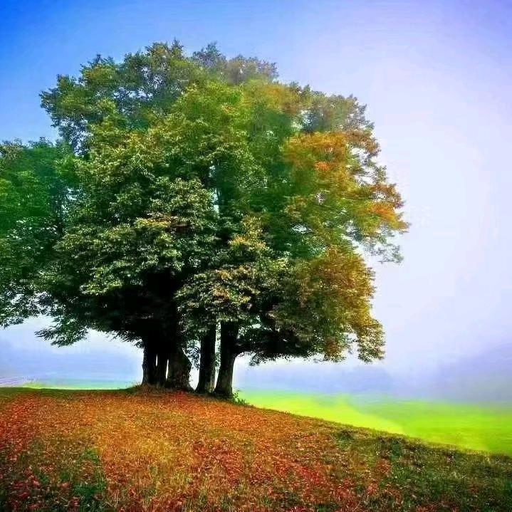 通灵玉雕阿勇୧⍤⃝🌻