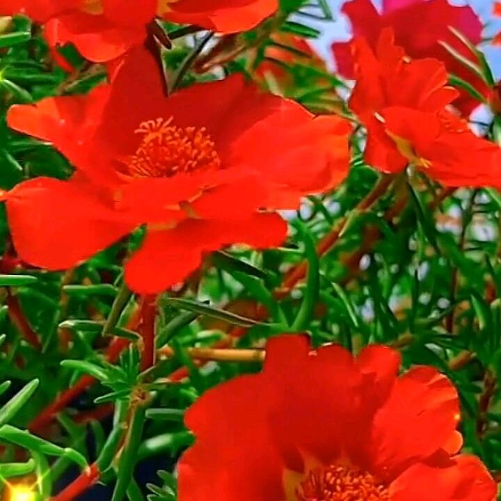 一帆风顺