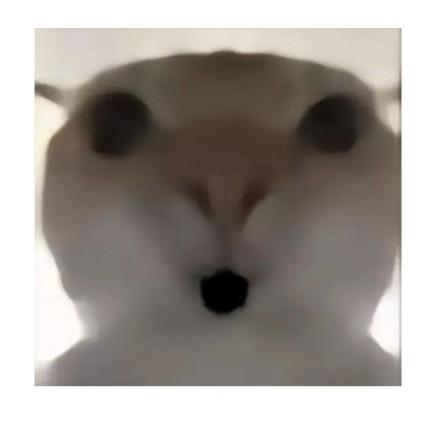 爱玩游戏的翻车鱼