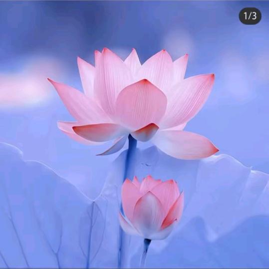 ❤️淡然一笑。