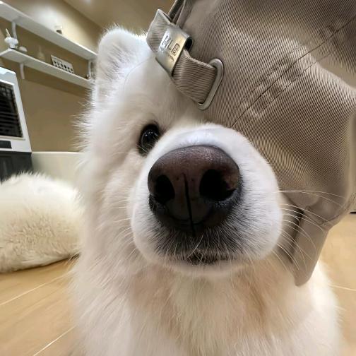 骉